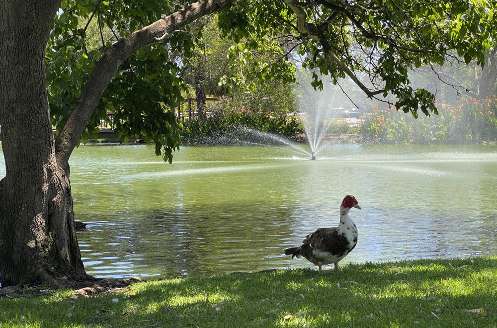 Tai Chi New Year and Australia Day demonstrations